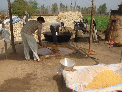 tajagro_Jaggery Making